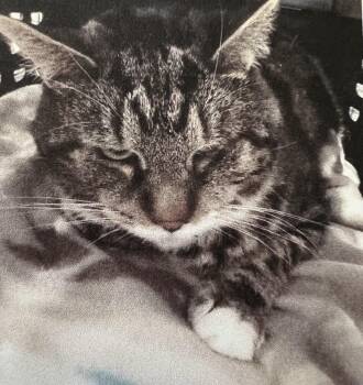 Domestic Short Hair Cats Available for Adoption in New Windsor, New York - Poe | PetCurious