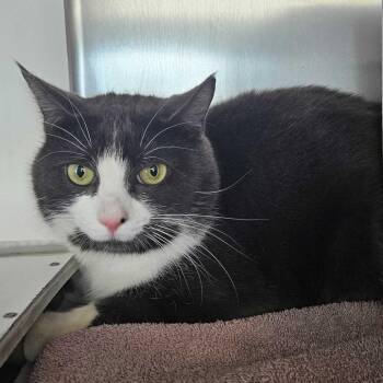 Domestic Short Hair Cats Available for Adoption - Quan | PetCurious