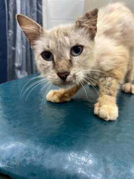 Legend -  Maine Coon Cat for Adoption in Mobile, Alabama - Legend | PetCurious