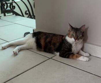 Chloe -  Calico Cat for Adoption in Huntington, New York - Chloe | PetCurious