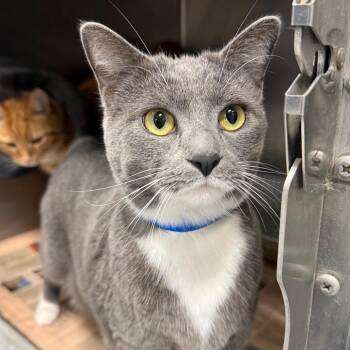 Neko -  Domestic Short Hair Cat for Adoption in Chicago, Illinois - Neko | PetCurious