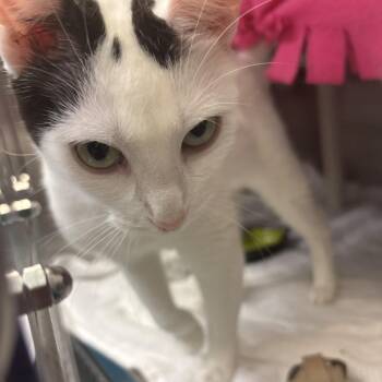 Lovie -  Domestic Short Hair Cat for Adoption in Philadelphia, Pennsylvania - Lovie | PetCurious