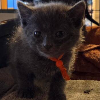 Domestic Short Hair Cats Available for Adoption in Hanna City, Illinois - Bluey | PetCurious