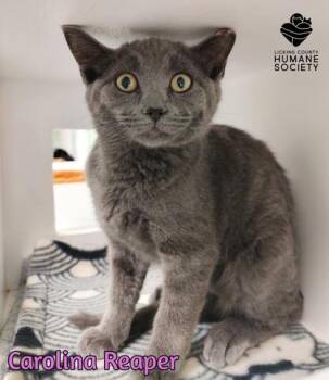 Carolina Reaper -  Domestic Short Hair Cat for Adoption in Heath, Ohio - Carolina Reaper | PetCurious