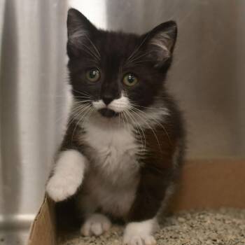Frosted Flakes -  Domestic Short Hair Cat for Adoption in Ottawa, Kansas - Frosted Flakes | PetCurious