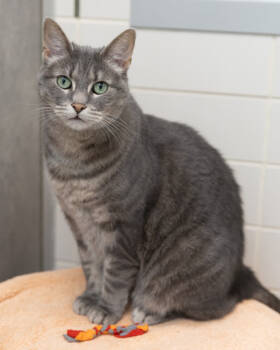 Rescue Domestic Short Hair Cats for Adoption in Leesburg, Virginia - NALA | PetCurious