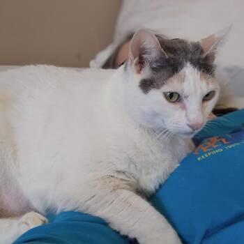 Domestic Short Hair Cats Available for Adoption in Madison, Wisconsin - Cupcake | PetCurious