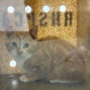 71449 -  Domestic Short Hair Cat for Adoption in Harrisonburg, Virginia - 71449 | PetCurious