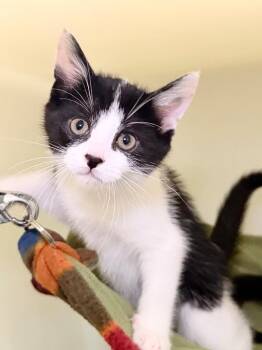 Cardinal -  Domestic Short Hair Cat for Adoption in Menomonie, Wisconsin - Cardinal | PetCurious