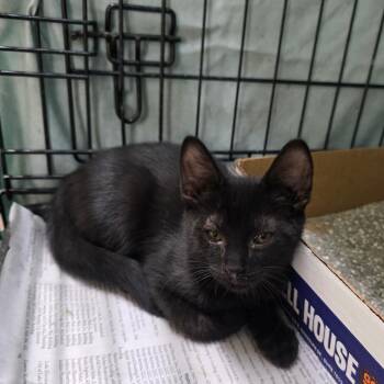 Dennis -  Domestic Short Hair Cat for Adoption in Valdosta, Georgia - Dennis | PetCurious