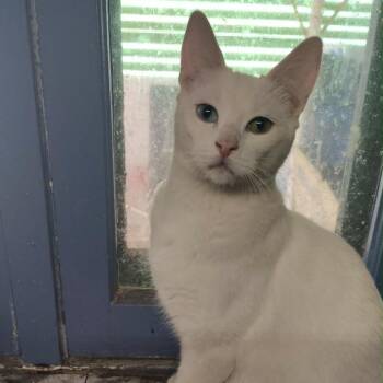 Squeaks -  Domestic Short Hair Cat for Adoption in Layton, Utah - Squeaks | PetCurious