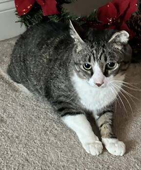 Rescue Domestic Short Hair Cats for Adoption in Boiling Springs, Pennsylvania - Oskar | PetCurious