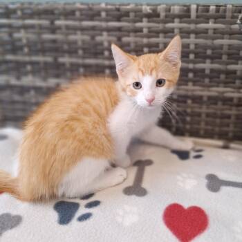 Rescue Domestic Short Hair Cats for Adoption in Attica, New York - Gouda | PetCurious