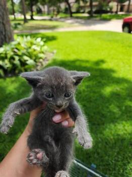 Domestic Short Hair Cats Available for Adoption in Houston, Texas - A656621 | PetCurious