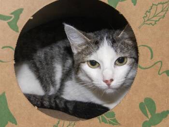 COMET -  Domestic Short Hair Cat for Adoption in St. Louis, Missouri - COMET | PetCurious