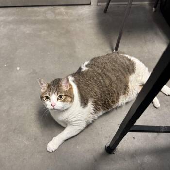 Domestic Short Hair Cats Available for Adoption in Murray, Utah - Tammy | PetCurious