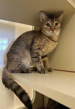 SKITTLES -  Domestic Short Hair Cat for Adoption in Thousand Palms, California - SKITTLES | PetCurious