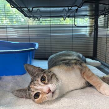 Charlotte -  Domestic Short Hair Cat Available for Adoption in Charleston, South Carolina - Charlotte | PetCurious