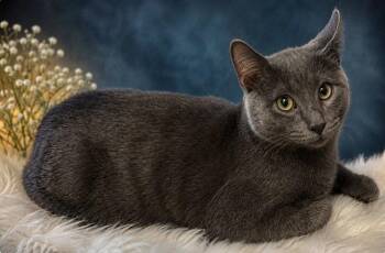 Benedict -  Russian Blue Cat for Adoption in Cuyahoga Falls, Ohio - Benedict | PetCurious