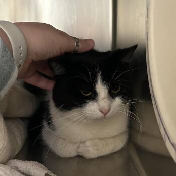 Hayride -  Domestic Medium Hair Cat for Adoption in Charlottesville, Virginia - Hayride | PetCurious