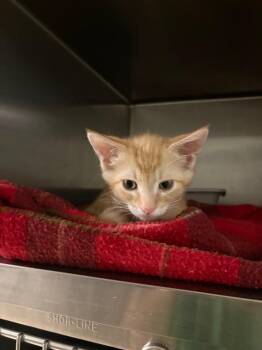 Palomino -  Domestic Short Hair Cat Available for Adoption in Ocala, Florida - Palomino | PetCurious