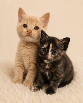 Poppy & Pete -  Domestic Short Hair Cat for Adoption in Indian Land, South Carolina - Poppy & Pete | PetCurious