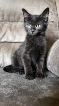 Junior -  Domestic Short Hair Cat for Adoption in Rochester, Indiana - Junior | PetCurious