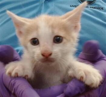 Domestic Short Hair Cats Available for Adoption in Doral, Florida - JOEY | PetCurious