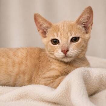 Maverick -  Domestic Short Hair Cat for Adoption in South Miami, Florida - Maverick | PetCurious