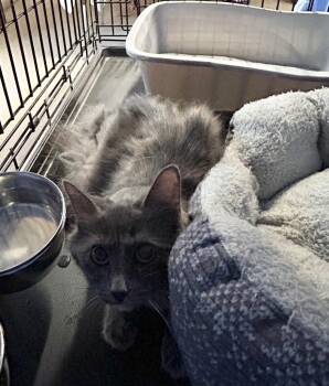 Domestic Medium Hair Cats Available for Adoption in Portland, Indiana - Solvira | PetCurious