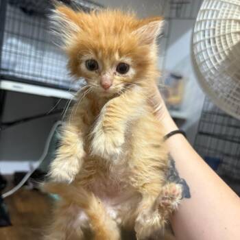 Coral -  Domestic Short Hair Cat for Adoption in New York, New York - Coral | PetCurious