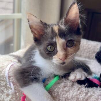 Brenna -  Domestic Short Hair Cat for Adoption in Peachtree City, Georgia - Brenna | PetCurious