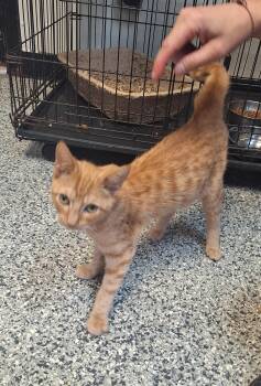 Tigger -  Tabby Cat for Adoption in Stanton, Kentucky - Tigger | PetCurious