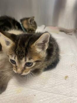 Taylor Swift -  Domestic Short Hair Cat for Adoption in Roseville, California - Taylor Swift | PetCurious
