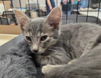 CORFU -  Domestic Short Hair Cat for Adoption in Martinez, California - CORFU | PetCurious