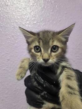 61188659 -  Domestic Short Hair Cat for Adoption in El Paso, Texas - 61188659 | PetCurious