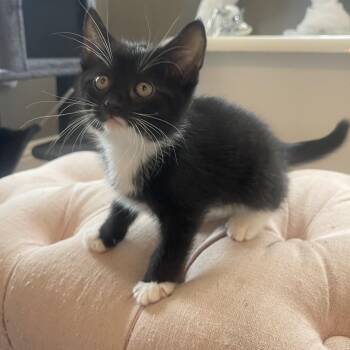 Black and White -  Domestic Short Hair Cat for Adoption in Rochester, Minnesota - Black And White | PetCurious