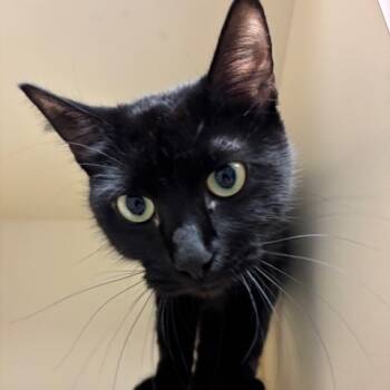 Rescue Domestic Short Hair Cats for Adoption in Spokane, Washington - Batman | PetCurious