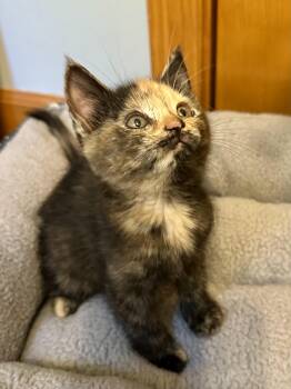 Dragonfly -  Domestic Medium Hair Cat for Adoption in Andover, Connecticut - Dragonfly | PetCurious