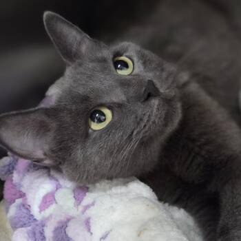 Domestic Short Hair Cats Available for Adoption in Pittsford, Vermont - Trish | PetCurious