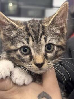 Domestic Short Hair Cats Available for Adoption in West Chester, Pennsylvania - Inky | PetCurious