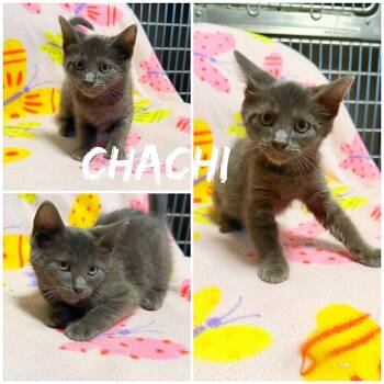Chachi -  Domestic Short Hair Cat for Adoption in Saint James, Missouri - Chachi | PetCurious