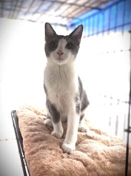 Rescue Domestic Short Hair Cats for Adoption in Villa Park, California - Ryder | PetCurious