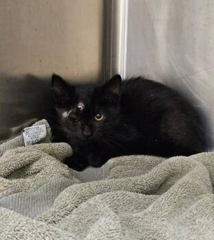 Charcoal -  Domestic Short Hair Cat for Adoption in Disputanta, Virginia - Charcoal | PetCurious