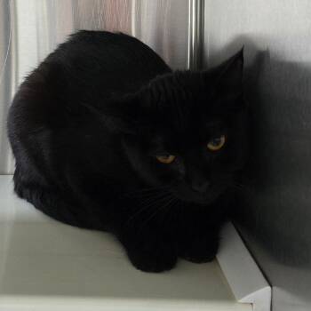 Jaques Dallas -  Domestic Short Hair Cat for Adoption in Denver, Colorado - Jaques Dallas | PetCurious