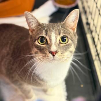 Rescue Domestic Short Hair Cats for Adoption in Redwood Valley, California - Noah | PetCurious