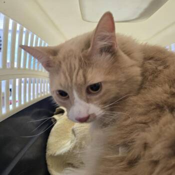 Arthur -  Domestic Long Hair Cat for Adoption in Newark, New Jersey - Arthur | PetCurious