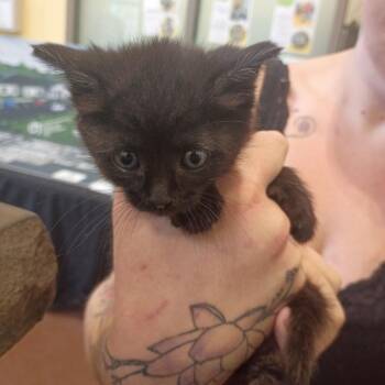 Cameron Diaz -  Domestic Short Hair Cat for Adoption in Lynchburg, Virginia - Cameron Diaz | PetCurious