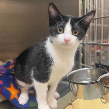 Rescue Domestic Short Hair Cats for Adoption in Lakewood, California - Elvis | PetCurious