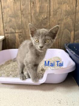 Mai Tai -  Domestic Short Hair Cat for Adoption in Lake Wylie, South Carolina - Mai Tai | PetCurious